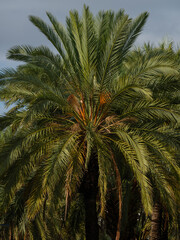 beautiful palm trees in the nature