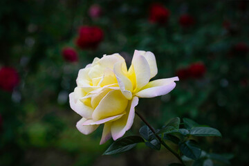 Obraz premium 快晴の日に、バラ園で美しい黄色いバラを観賞