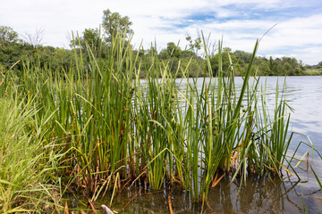Obraz premium Green Reeds along the Shore of Tampier Lake in Suburban Palos Township Illinois