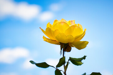 快晴の日に、バラ園で美しい黄色いバラを観賞