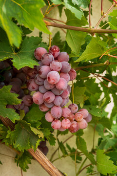 racimo de uvas en la parra