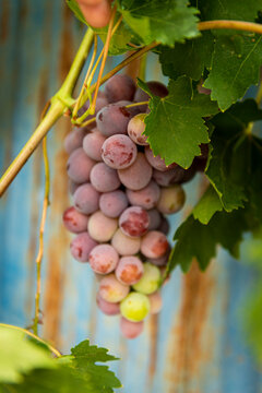 uvas en la parra