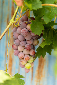 uvas en la parra