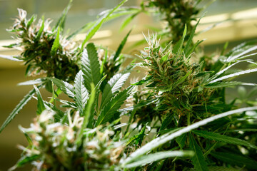Medical marijuana plant close up. Bud blooming with trichomes