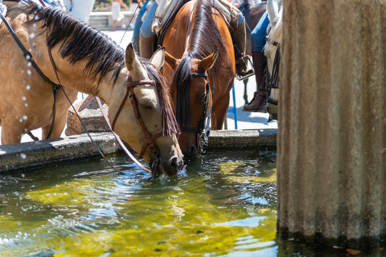 caballos bebiendo agua