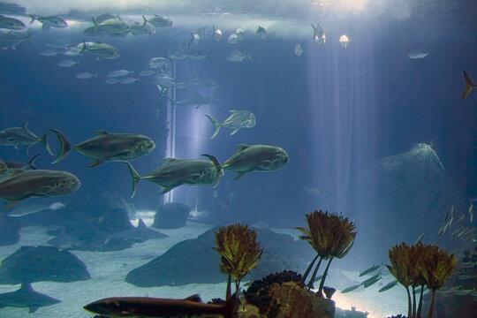 School of xareu passing by