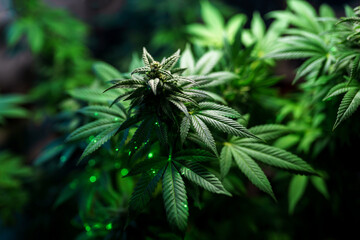 Medical marijuana plant close up. Bud blooming with abundant trichomes on a black background