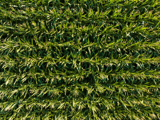 High angle view of corn field in rural area. 