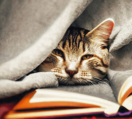 Sleeping cat on books under the blanket on the bed created with Generative AI - 551867947