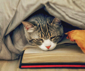 Sleeping cat on books under the blanket on the bed created with Generative AI - 551867949