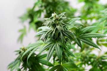 Close-up of a cannabis plant on a grey background. Bud blooming with trichomes