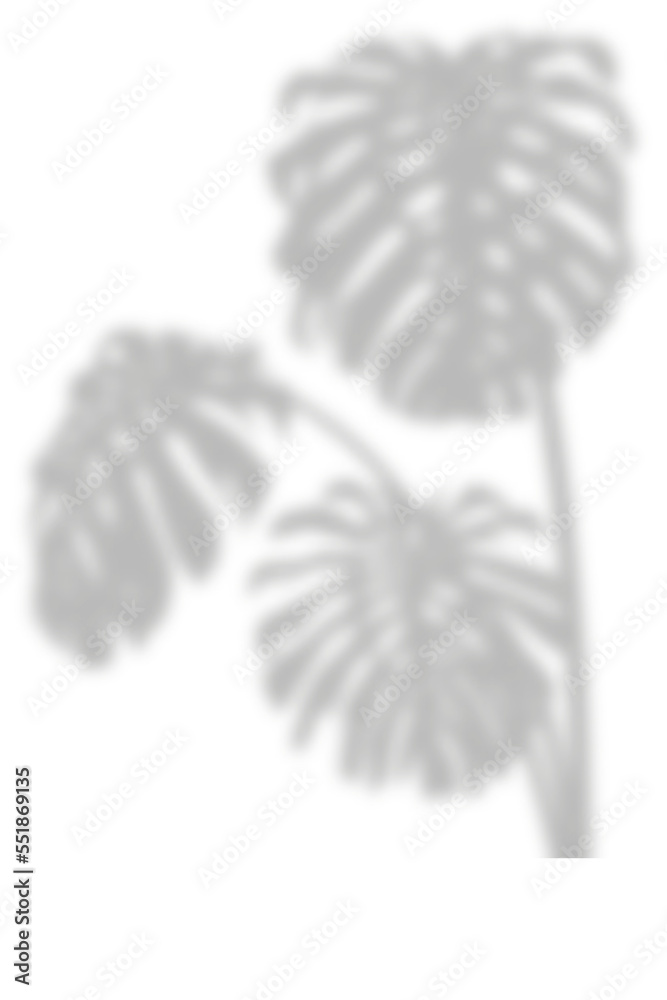 Poster shadow overlay of monstera leaves. transparent overlay shadow effect from tropical palm leaf of mons