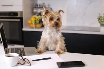 Cute dog pretending to work from the kitchen 