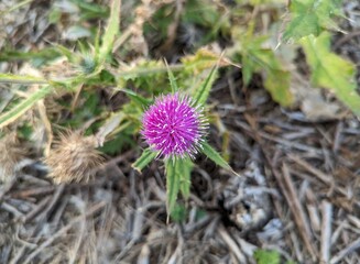 thistle in bloom