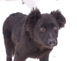 black puppy dog closeup portrait isolated on white