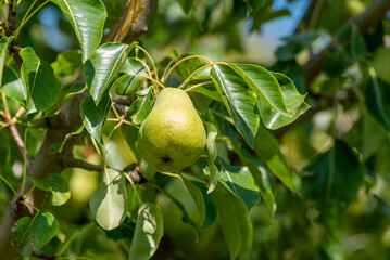 Pears Growing In The Community Garden Orchard