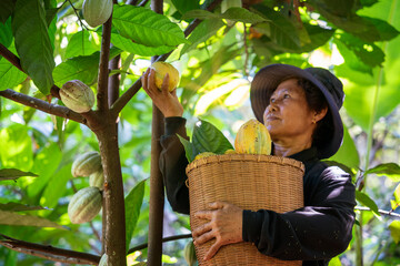 senior woman holds a basket of cocoa berries from organically grown plants in the garden. The...