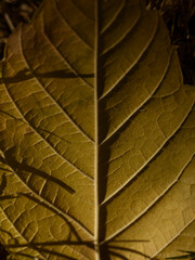 dried autumn leaf