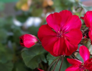 red hibiscus flower in garden