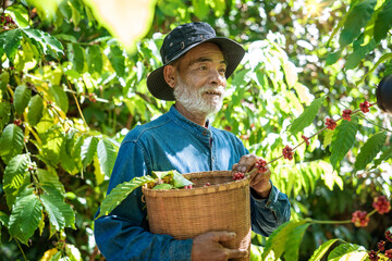 Senior farmer man holding a basket picking coffee berries from organic growers in the garden The...