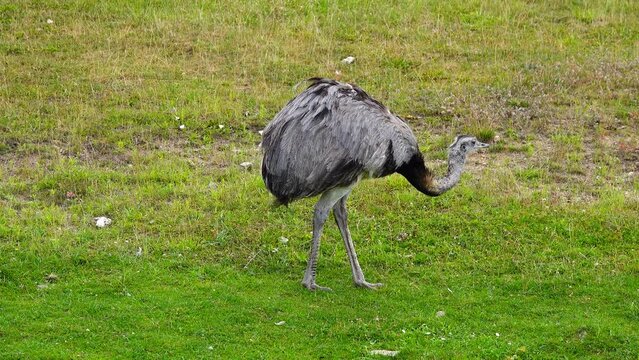 greater rhea (rhea americana), looks for food in the green meadow