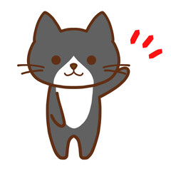 ワンポイントを伝えるかわいいハチワレ黒猫