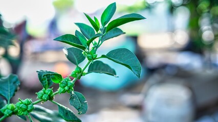 Ashwagandha Dry Red Fruits Medicinal Herb with Fresh Leaves, Ashwagandha, Indian Ginseng, Poison Gooseberry, or Winter Cherry