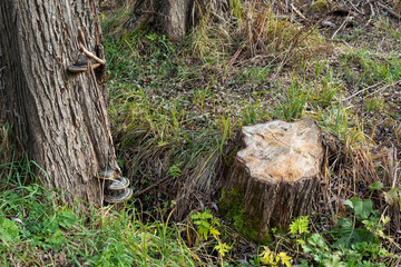 Fototapeta na wymiar A tree grows in the ravine and there is a large stump left from a sawn down large tree.