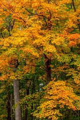 Vibrantly Colored Autumn Sugar Maple in Wisconsin's Interstate State Park