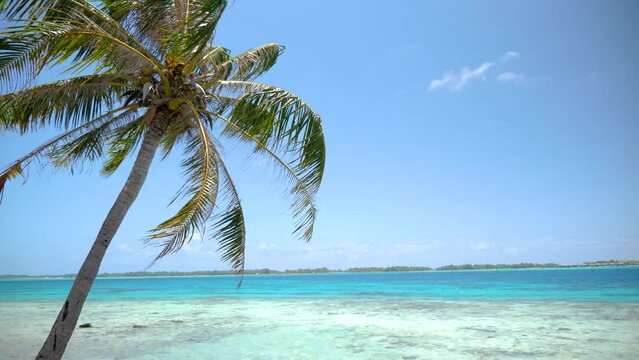 Bent Palm tree over a Turquoise blue lagoon in Bora Bora, Tahiti, French Polynesia. Cruising on a yacht around Bora Bora with a stunning view. Luxury vacation, romantic getaway, honeymoon destination