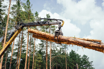 Harvester working in a forest. Harvest of timber. Firewood as a renewable energy source. forestry