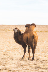 One Bactrian camel in the steppe. Kazakhstan