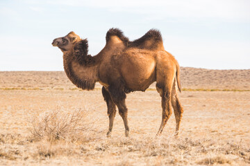 One Bactrian camel in the steppe. Kazakhstan