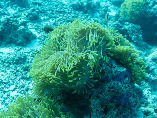 Naklejka na ściany i meble Sea anemone in the depths of the Indian ocean, Maldives
