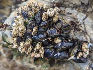 mussels on rock, marine invertebrates, pacific coast intertidal ecosystems 