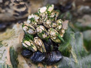 moss on gooseneck barnacles, California mussels, intertidal ecosystems