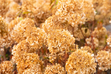 Brown dry hydrangea flowers lush bush. Texture background full frame