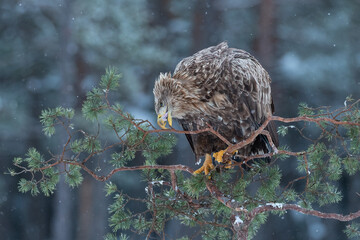 White-tailed eagle on a tree cleaning its beak