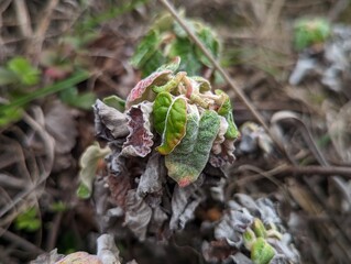 plant closeup