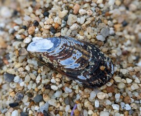 seashell on the beach