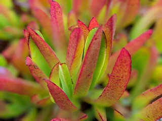 close up of a flower, carpobrotus acinaciformis,  elands sourfig, elandssuurvy, Sally-my-handsome,  succulent perennial of the family Aizoaceae native to South Africa, bright pink-purple color