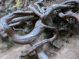 Tree Root
