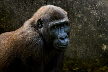 Western Lowland Gorilla (Gorilla gorilla gorilla)