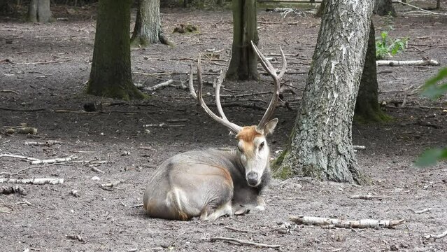 pere david's deer (elaphurus davidianus) male resting on ground
