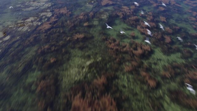 seagull drone flight in brittany above the atlantic ocean in 4k