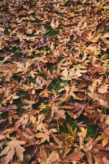 Autumn Leaves (filling whole frame)