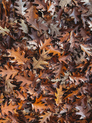 Carpet of many fallen brown oak leaves on the ground in the fall.