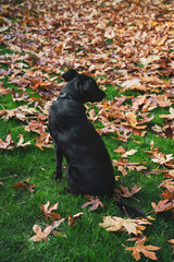 Black Dog Among Autumn Leaves