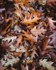 Close up of a pile of fallen brown oak leaves  on the ground in fall.