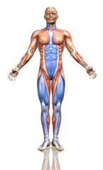 Superficial Front Line